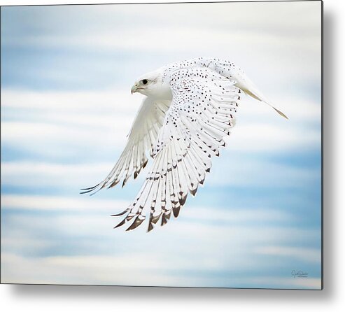 Gyrfalcon Metal Print featuring the photograph Gyfalcon in Flight by Judi Dressler