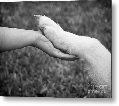 Dogs Metal Print featuring the photograph Hand in Paw by Renee Spade Photography