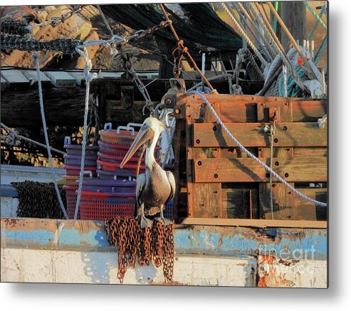 Pelicans Metal Print featuring the photograph Hangin Out by Scott Cameron