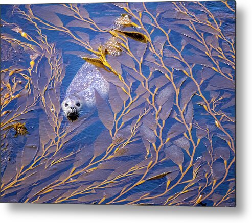  Metal Print featuring the photograph Harbor Seal in Kelp #1 by Carla Brennan