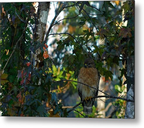 Red Shouldered Hawk Metal Print featuring the photograph Hawk by Carl Moore