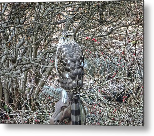 Hawk Metal Print featuring the photograph Hawk Sitting on Horse Head by Russel Considine