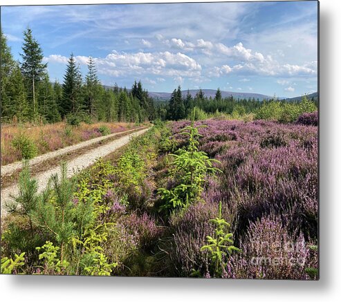 Heather Metal Print featuring the photograph Heather in August - Speyside - Scotland by Phil Banks