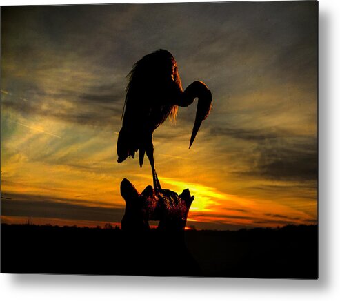  Metal Print featuring the photograph Heron at Sunset by Jack Wilson