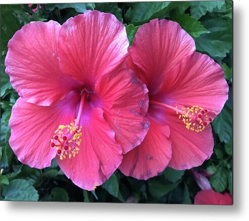  Metal Print featuring the photograph Hibiscus by Stephen Dorton