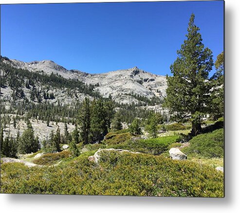 Photograph Mountains Forest Metal Print featuring the photograph High Mountain Forests by Beverly Read