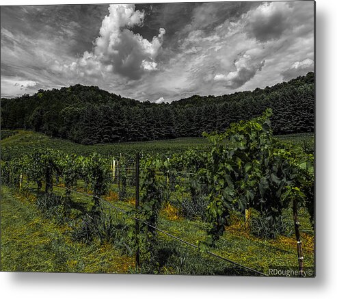 Vineyard Metal Print featuring the photograph Hillside Vineyard by Ryan Dougherty