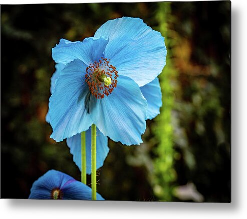 Blue Metal Print featuring the photograph Himalayan Blue Poppy by Louis Dallara