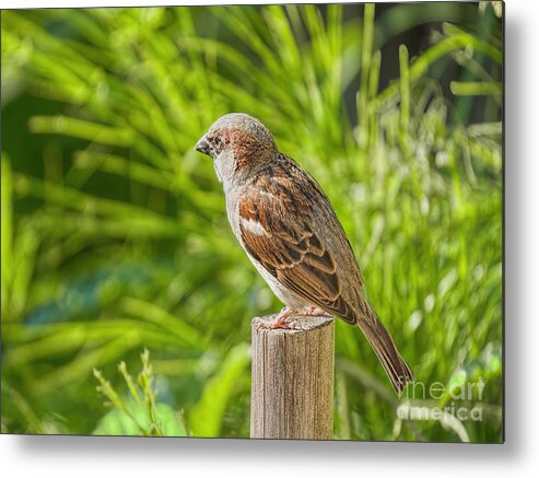 Birds Metal Print featuring the photograph His Eye is on the Sparrow by Judy Kay