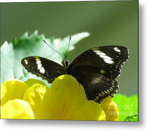 Butterfly Metal Print featuring the photograph Holding On by World Reflections By Sharon