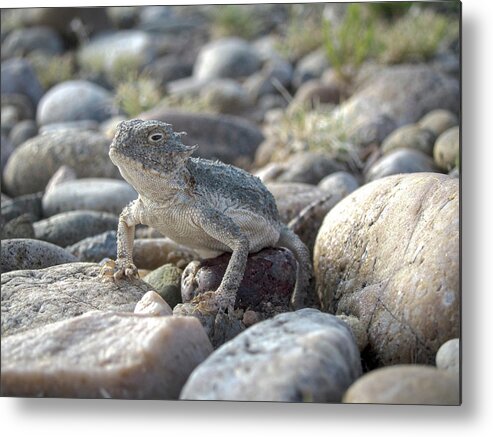 New Mexico Metal Print featuring the photograph Horned Lizard New Mexico by Mary Lee Dereske