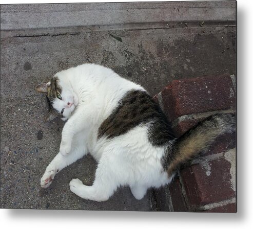 Cat Metal Print featuring the photograph Iago the NYC Shop Cat by Annalisa Rivera-Franz