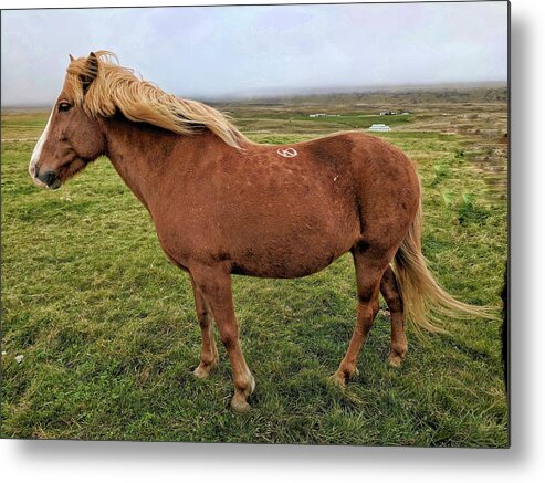 Iceland Metal Print featuring the photograph Icelandic horse by Yvonne Jasinski