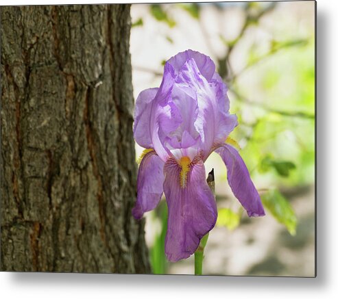 Flora Metal Print featuring the photograph Iris by Segura Shaw Photography