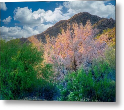 Waywardmuse Metal Print featuring the photograph Ironwood Flame by Judy Kennedy