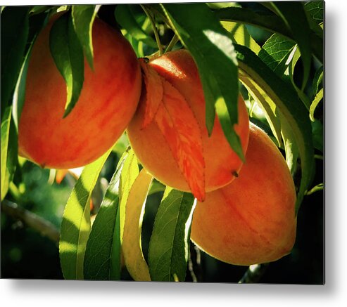 Landscape Metal Print featuring the photograph Juicy Fruit by Gena Herro