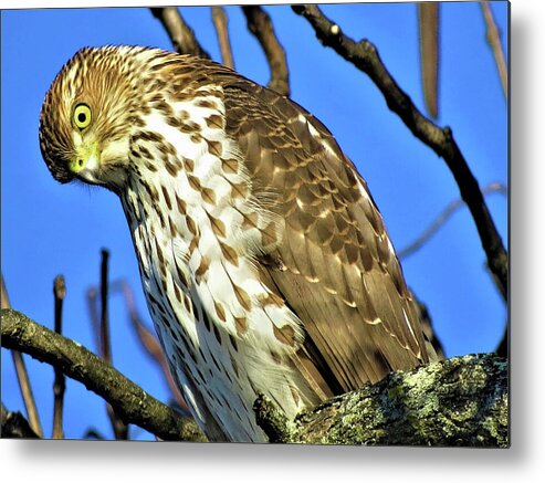 Hawks Metal Print featuring the photograph Juvenile Coopers Hawk Are you talkin' to me? by Linda Stern