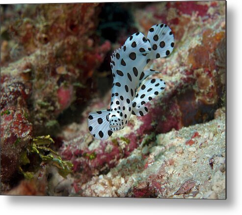 Juvenile Fish Metal Print featuring the photograph Juvenile fish - Small grouper at coral reef in Raja Ampat - by Ute Niemann
