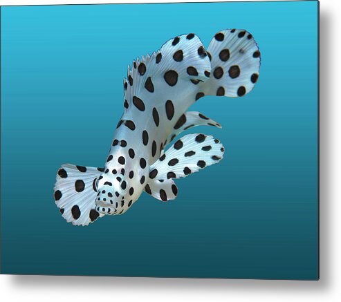 Juvenile Fish Metal Print featuring the mixed media Juvenile fish - Small Grouper on gradient blue background - by Ute Niemann