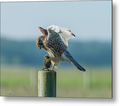 Kestrel's Landing Metal Print featuring the photograph Kestrels landing with the prey on the roundpole by Torbjorn Swenelius