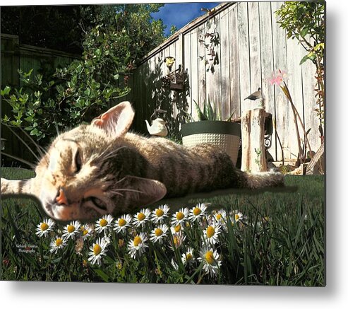 Digital Painting Metal Print featuring the photograph Kissy Chamomile by Richard Thomas