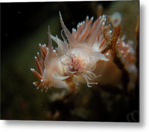 Nudibranch Metal Print featuring the photograph Lady and the Tramp nudibranchs by Brian Weber