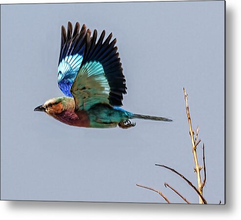 Africa Metal Print featuring the photograph Lilac-breasted Roller in Flight in Botswana by Betty Eich