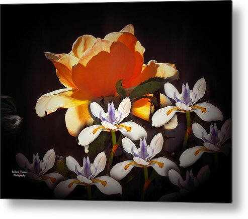 Digital Painting Metal Print featuring the photograph Lily Rose Digital Painting by Richard Thomas