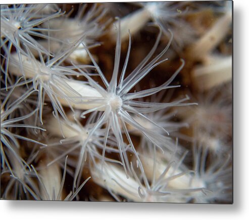 Underwater Metal Print featuring the photograph Lined anemones in a group by Brian Weber