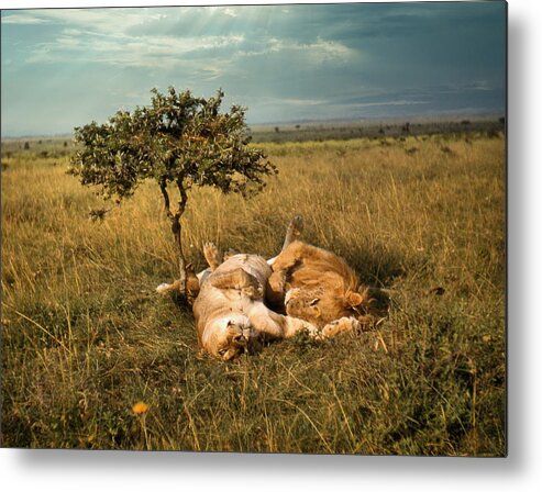 Africa Metal Print featuring the photograph Lion and Lioness Napping by Russel Considine