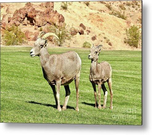 Nevada Metal Print featuring the photograph Little Lamb by Beth Myer Photography