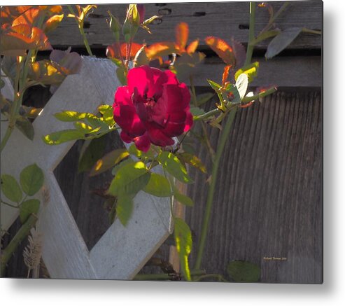 Botanical Metal Print featuring the photograph Lone Red Rose by Richard Thomas