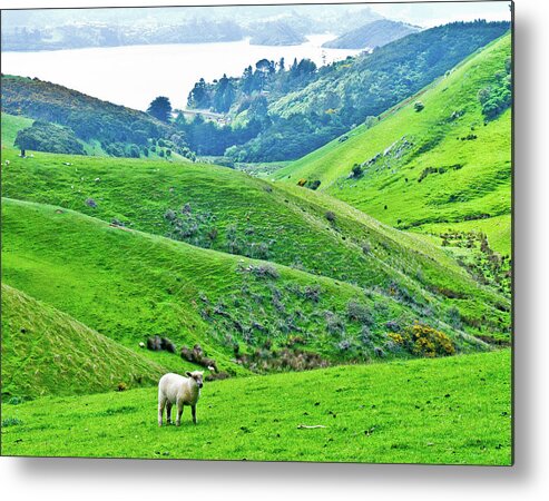 Lone Sheep New Zealand Green Dunedin Hills Metal Print featuring the photograph Lone Sheep in Dunedin, New Zealand by David Morehead