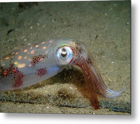 Squid Metal Print featuring the photograph Longfin Squid by Brian Weber
