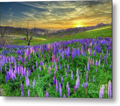 Flowers Metal Print featuring the photograph Wildflower Lupins in the Field by Elaine Manley