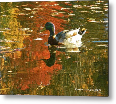 Autumn Metal Print featuring the photograph Mallard Duck In the Fall by Emmy Marie Vickers