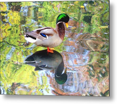 Duck Metal Print featuring the photograph Mallard Muse by Kimberly Furey