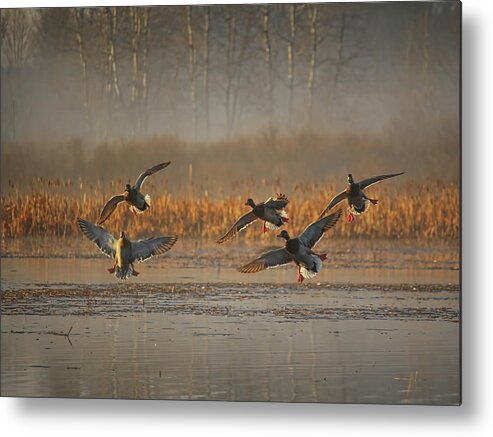 Waterfowl Metal Print featuring the photograph Mallards With Feet Dangling by Dale Kauzlaric