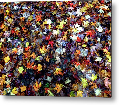 Maple Metal Print featuring the photograph Maple Chaos by Wayne King