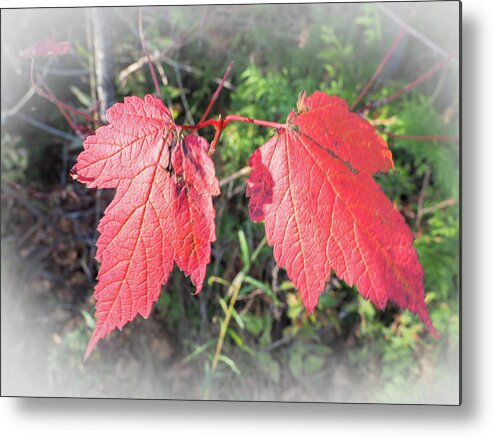 Leaves Metal Print featuring the photograph Maple Leaves at Lepreau Falls by James C Richardson