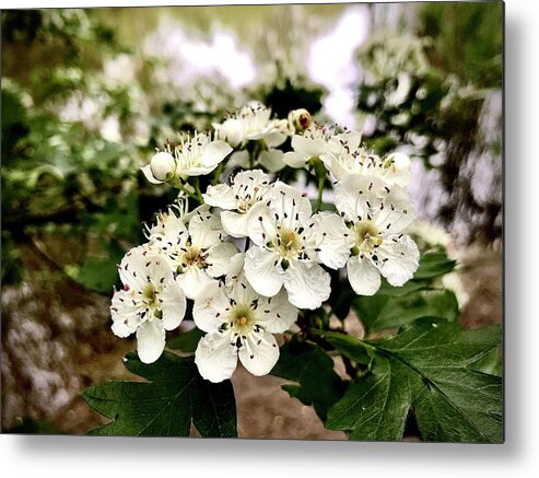 Common Hawthorn Metal Print featuring the photograph May Hawthorn by Gordon James