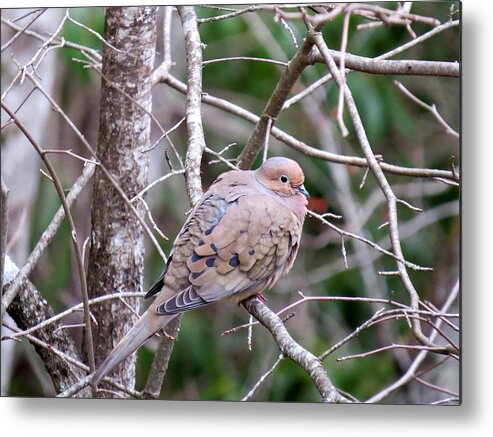 American Mourning Dove Metal Print featuring the photograph Miss Dove by Lynn Hunt