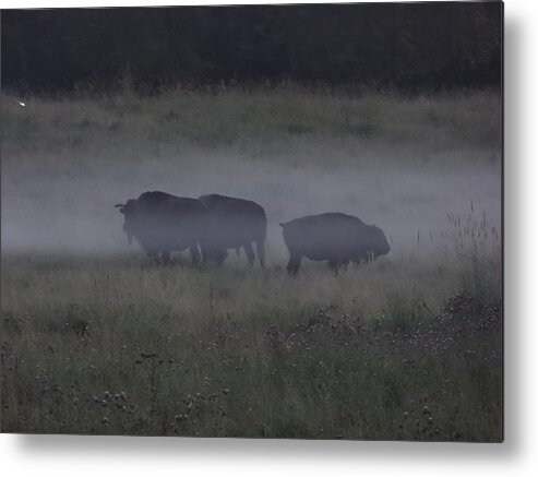 Bison Metal Print featuring the photograph Mist bison 1 by Lisa Mutch