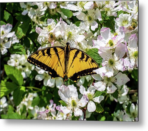 Animals Metal Print featuring the photograph Monarch Butterfly by Louis Dallara