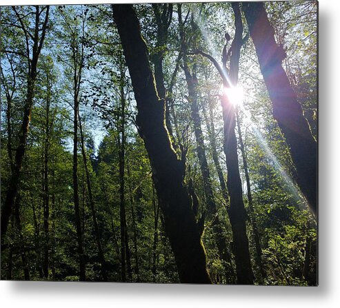 Morning Metal Print featuring the photograph Morning in the forest by Brent Knippel