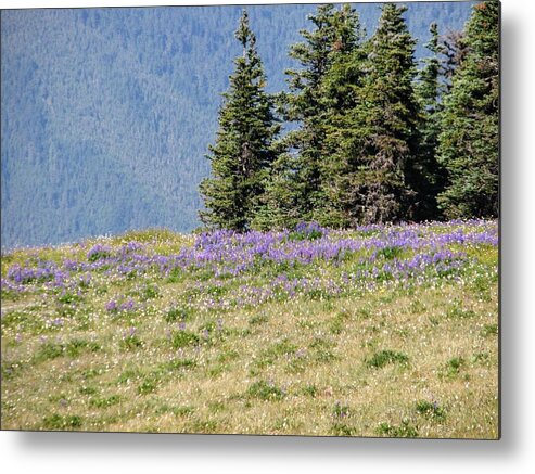 Olympic Mountains Metal Print featuring the photograph Mountainside Meadow by Amanda R Wright