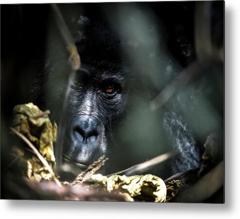 Animals Metal Print featuring the photograph Mystic Eyes by Stefan Knauer