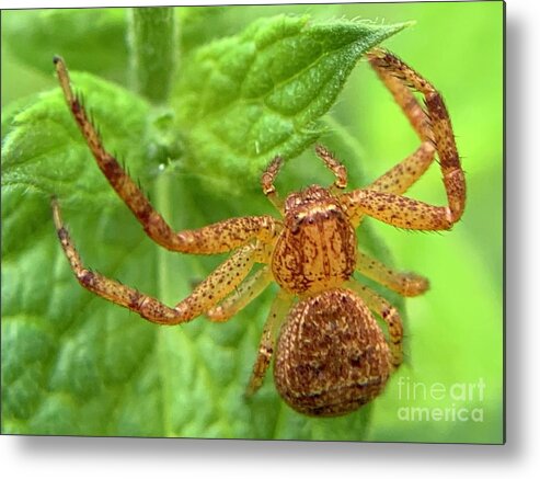 Spider Metal Print featuring the photograph Northern Crab Spider by Catherine Wilson