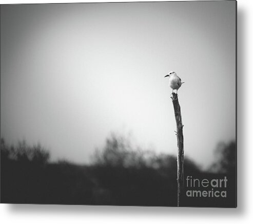 #look # Eyes #birds #feathers #eyes #color #colour #blackandwhite #b&w Metal Print featuring the photograph On a Stick by Dheeraj Mutha