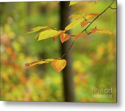 On An Overcast Day In Autumn 5 Metal Print featuring the photograph On An Overcast Day In Autumn 5 by Dorothy Lee